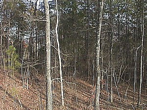 View from Lot 34